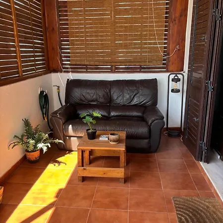 Palmeras Costa Teguise